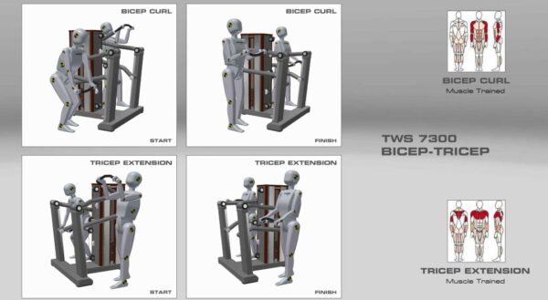 Standing Strength Bicep Tricep Muscle Groups